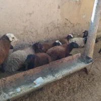 میش|حیوانات مزرعه|زنده رود, |دیوار