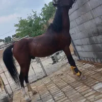 اسب سواریدار|اسب و تجهیزات اسب‌سواری|فلاورجان, |دیوار