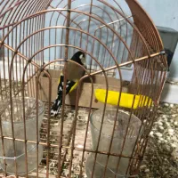 سهره سر سیاه دورگ کرمونی