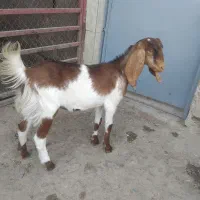 بز نر وماده