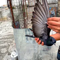 یک عدد زاغ ساعت بالا