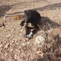 سگ قهدریجانی|سگ|چهاردولی, |دیوار