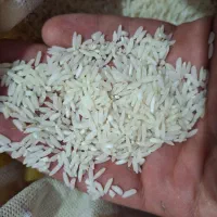 برنج هاشمی درجه 1 کشت امسال کیفیت بسیار عالی