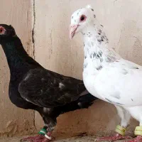 کفتر کاشمر|پرنده|کاشمر, |دیوار