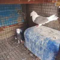 کبوتر|پرنده|فهرج, |دیوار