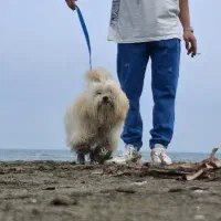 سگ مالتیز پا کوتاه