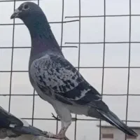 کفتر  پولکی مولر و عربستان مسافتی پلاکی المانی
