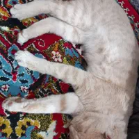 گربه نژاد دی اس اچ|گربه|قائم‌شهر, |دیوار