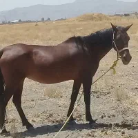 اسب مادیون درشور . شکم پور درجه یک|اسب و تجهیزات اسب‌سواری|شیراز, حومه شیراز|دیوار