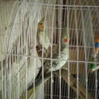 عروس هلندی