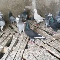 کبوتر