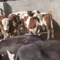 گوساله نر سمینتال