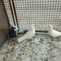 پرنده