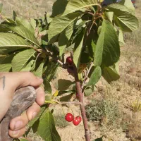 فروش-باغ-درختی