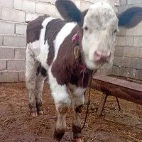 گوساله نژادبرتر