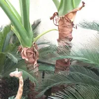 گل بابا آدم بزرگ|گل و گیاه طبیعی|زیباکنار, |دیوار