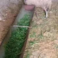 یک راس میش چاقق کشاری شیشک بره