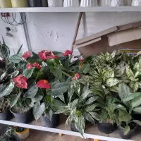 بار جدید گل های آپارتمانی به مناسبت روز مادر|گل و گیاه طبیعی|بیرجند, |دیوار