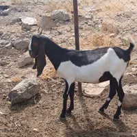 بز اصیل