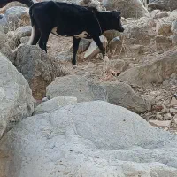 گوساله
