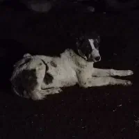 سگ گله
