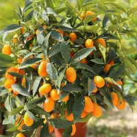 نهالستان سالم نهال انواع مرکبات و نهال کامکوات