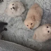 توله پامر  اشپیتز ۲ماهه قابل معاوضه