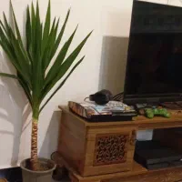 تلویزیون نیست