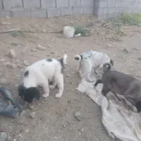 توله سرابی نرماده