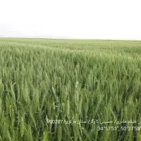 گندم سیروان درجه یک بوجاری شده موجود|حیوانات مزرعه|دشت ذهاب, |دیوار
