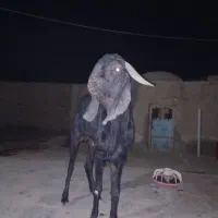 بز تک شاد گلابی|حیوانات مزرعه|کرباسک, |دیوار