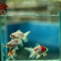 ماهی گلدفیش اوراندا ردکپ کالیکو تریکالر