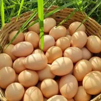 تخم مرغ بومی به صورت عمده و خورده