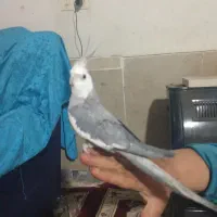 عروس هلندی دستی