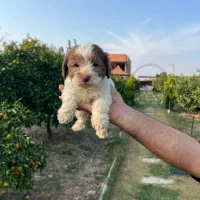 فروش توله سگ|سگ|بهشهر, |دیوار