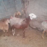 میش.چینی.زاییده