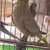 عروس هلندی زیبا و شیطون