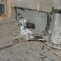 کبوتر سوسکی