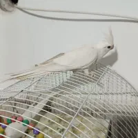 عروس هلندی آلبینو ماده