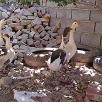 غاز درجه یک|حیوانات مزرعه|آشخانه, |دیوار