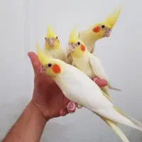 کشور عروس هلندی سخنگو نر ماده دستی رام ضمانت ۳۵سال