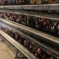 مرغ گلپایگان تخمگذار