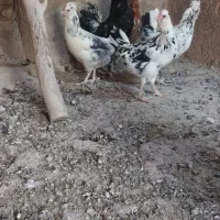 تخم مرغ گلین|حیوانات مزرعه|یزد, |دیوار