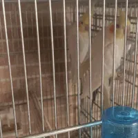 عروس هلندی جفت مولد حراج