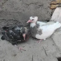 جوجه کفتر|پرنده|قم, شهر قائم|دیوار