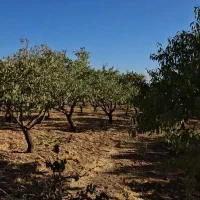 باغ/بادام مامایی/مجوزساخت/استخر/سند|فروش دفتر صنعتی، کشاورزی، تجاری|بن, |دیوار