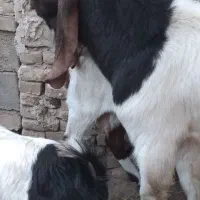 نربز پاکستانی ۶۴۶۲طوطیی ۵۷۱دودندان۰۹۳۳