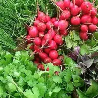 عرضه مستقیم سبزی