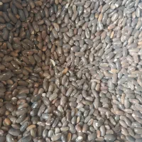 بذر لوبیا سبز|عمده‌فروشی|ارژن, |دیوار