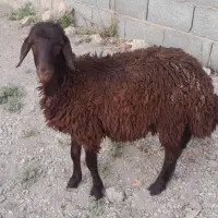 بره نر پیربکران